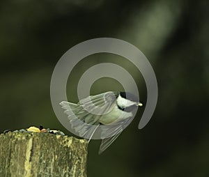 Chickadee On The Move With A Peanut