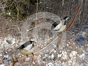 Chickadee Pair