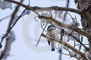 Chickadee perched on bare, snowy tree