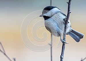 Chickadee Perched On a Branch