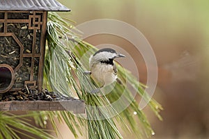 Chickadee Perched on Branches by Feeder