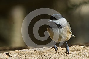 Chickadee perched