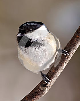 Chickadee Photo and Image. Close-up profile front view perched on a tree branch with blur background in its envrionment and