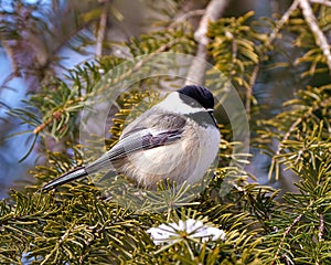 Chickadee Photo and Image. Close-up profile side view perched on a coniferous tree branch with snow in its environment and habitat