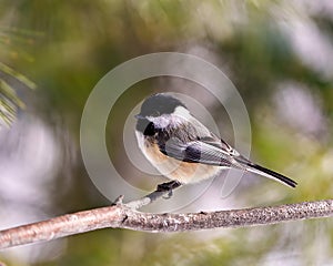 Chickadee Photo and Image. Close-up profile side view perched on a tree branch with blur background in its envrionment and