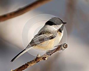 Chickadee Photo and Image. Close-up profile side view perched on a tree branch with blur background in its envrionment and habitat
