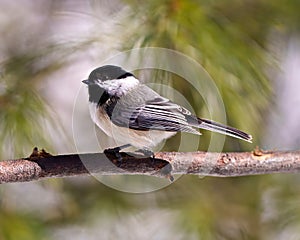 Chickadee Photo and Image. Close-up profile side view perched on a tree branch with blur coniferous background in its envrionment