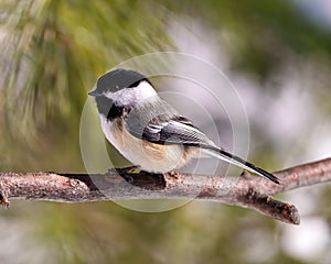Chickadee Photo and Image. Close-up profile side view perched on a tree branch with blur coniferous background in its envrionment