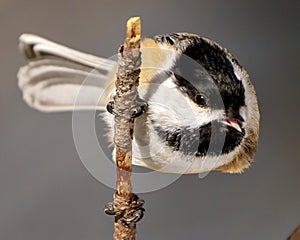 Chickadee Photo and Image. Close-up profile view hanging on a twig with gray background displaying open beak and tongue in its