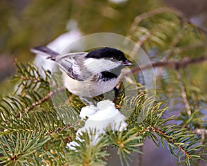 Chickadee Photo and Image. Close-up profile view perched on a coniferous tree branch with snow in its environment and habitat