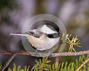 Chickadee Photo and Image. Close-up profile view perched on a tree branch with blur coniferous background in its environment and