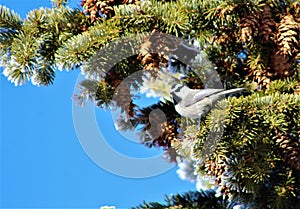 Chickadee in pine tree