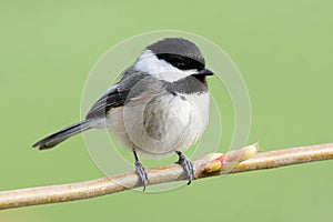Chickadee Poecile atricapillus Small Bird Isolated Green Background