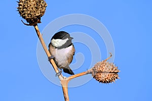 Chickadee With A Seed Pod