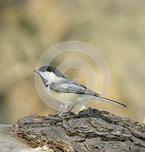 Chickadee Side View