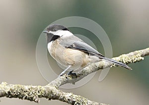 Chickadee Small Bird