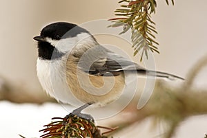 Chickadee In Snow