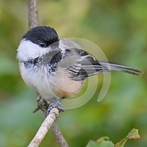 Chickadee Song Bird Sitting on a Branch