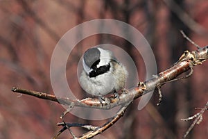 Black Capped Chickadee