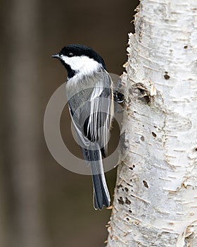 Chickadee Stock Photo. Grey Jay close-up profile view on a birch tree trunk with a blur background in its environment and habitat