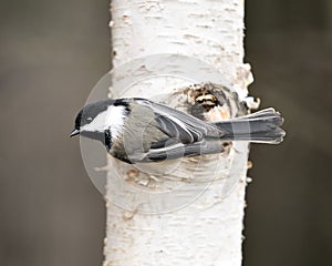 Chickadee Stock Photo. Grey Jay close-up profile view on a birch tree trunk with a blur background in its environment and habitat
