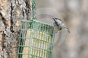 Chickadee on a suet cage