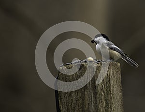 A Chickadee With A Sunflower Seed