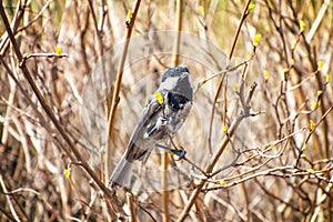 Chickadee Sunny Springtime