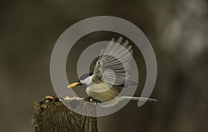 Chickadee Takes The Peanut From Among The Seed