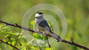 Chickadee on Thorny Branch