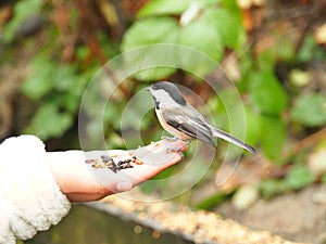 Chickadee from Tynehead Regional Park