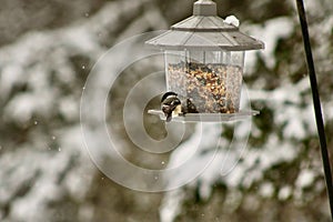 Chickadee visiting my bird feeder on a snowy day Jennings Ville Pennsylvania