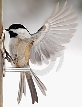 Chickadee with wings fluttering