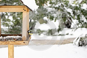 A chickadee in a winter feeder eats bread. The concept of helping birds in winter.