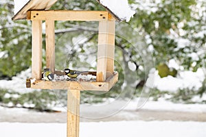 A chickadee in a winter feeder eats bread. The concept of helping birds in winter.