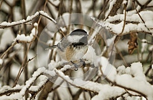 A chickadee in a winter scene