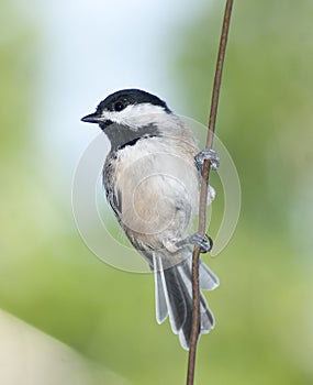 Chickadee on a wire