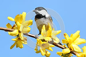 Chickadee With Yellow Flowers