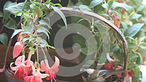 Chickadees feeding with fuchsia flowers