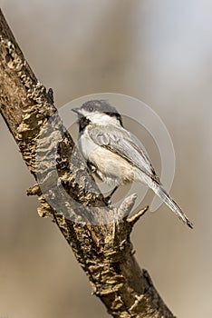 Chickadee disambiguation photo