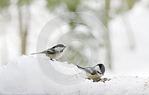 Chickadees in Snow