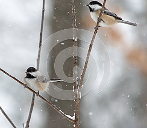 Chickadees in Snowstorm On Twigs in woods