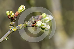 Chickasaw plum (prunus angustifolia) buds