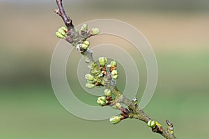 Chickasaw plum (prunus angustifolia) buds