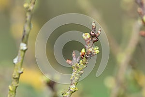 Chickasaw plum (prunus angustifolia) buds