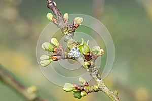 Chickasaw plum (prunus angustifolia) buds