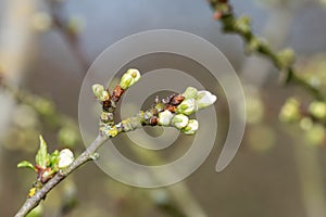 Chickasaw plum (prunus angustifolia) buds