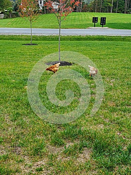 Chickens walking around the yard rooster on the grass hen cluck cluck photo