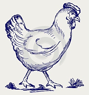 Chicken