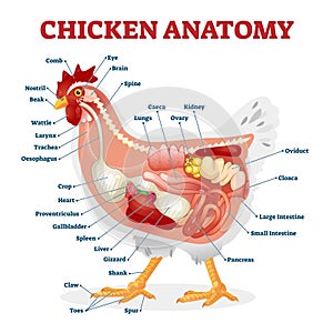 Chicken anatomy vector illustration. Labeled biological inner organs scheme